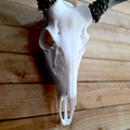 Deer Skull with Bullet Anchor Antler Mount System