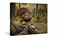 Osceola Turkey In Range Canvas Wall Art