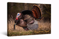 Wild Turkey Canvas Wall Art