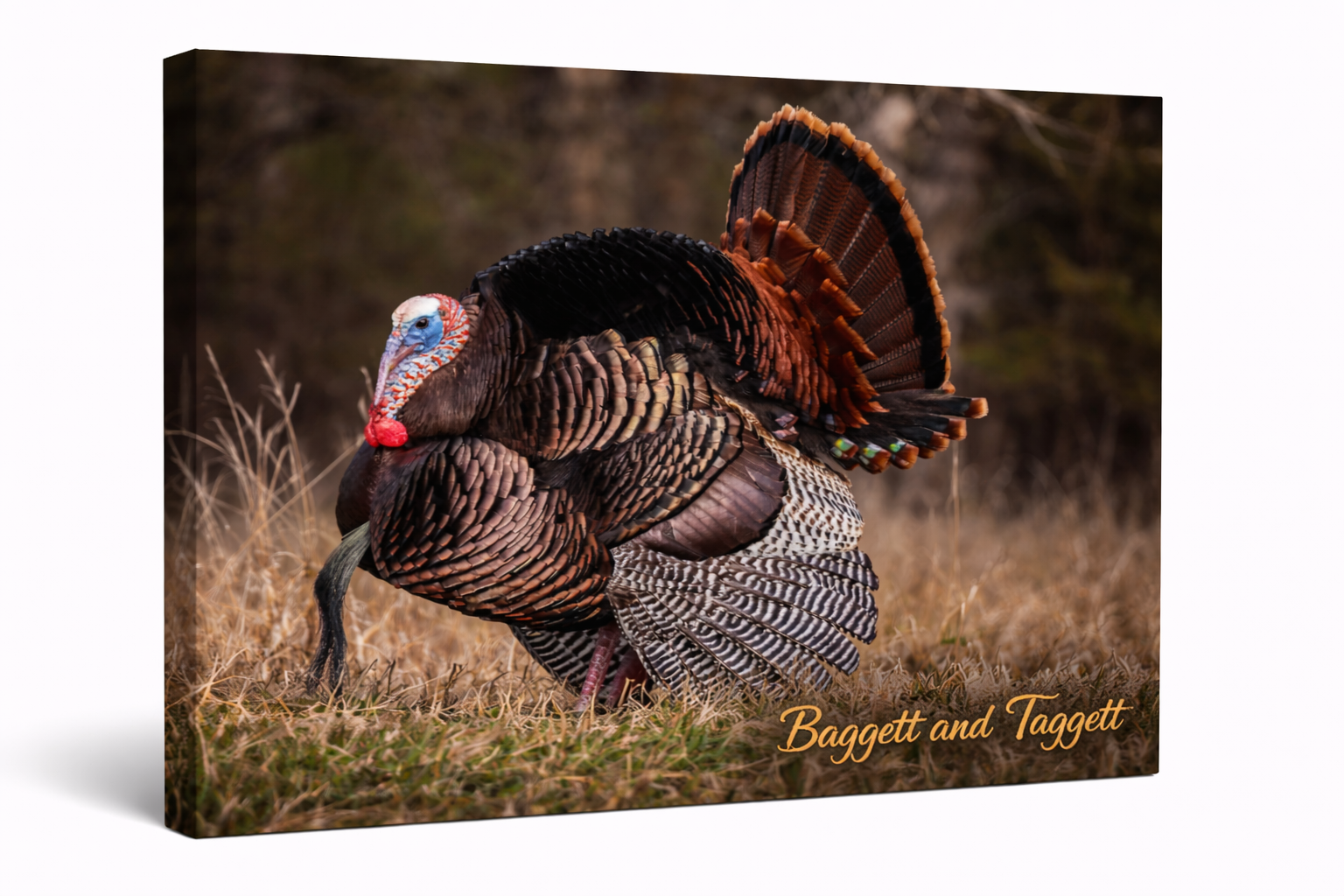 Wild Turkey Canvas Wall Art