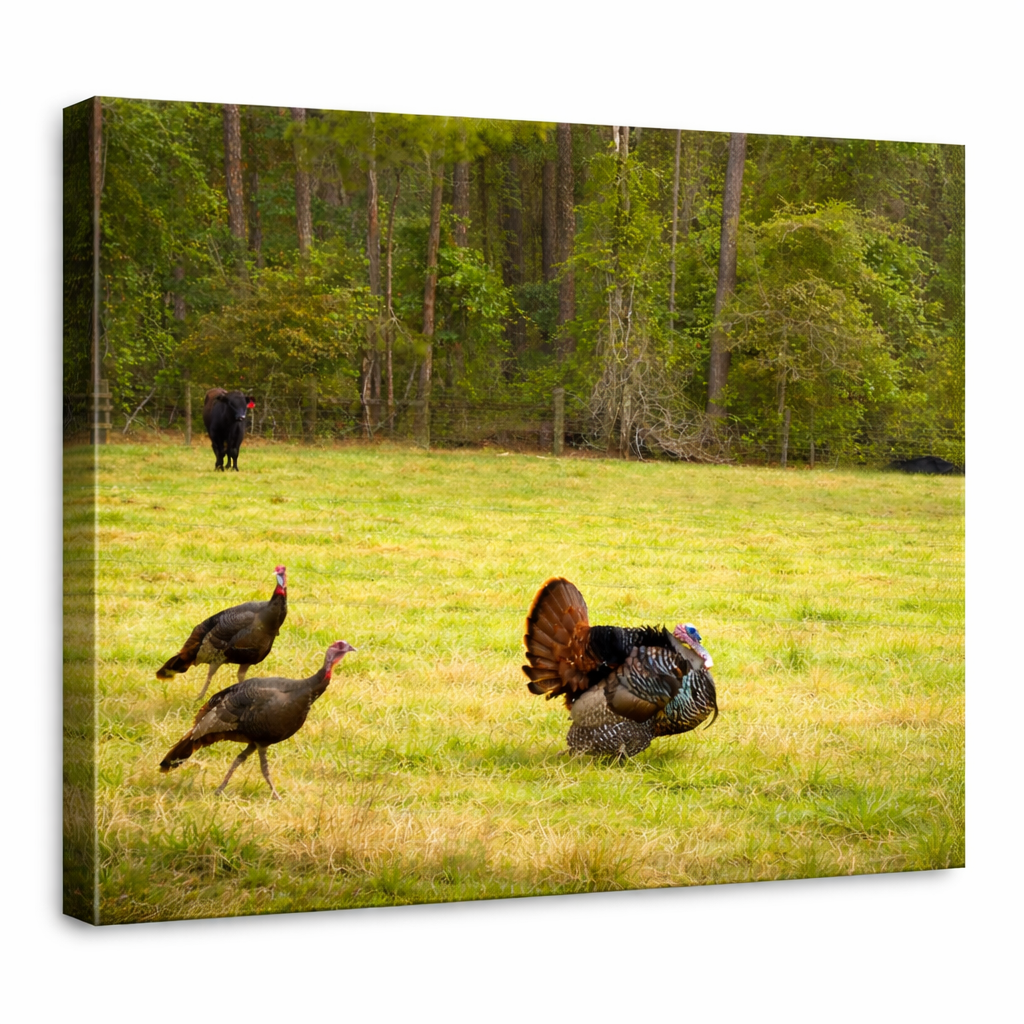 Osceola Turkey in the Field Canvas Wall Art