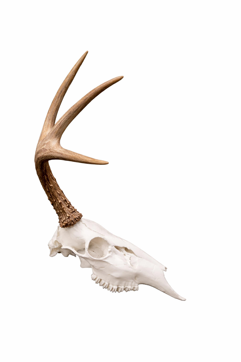 Half Euro Shed Mount – Single Antler Wall Display