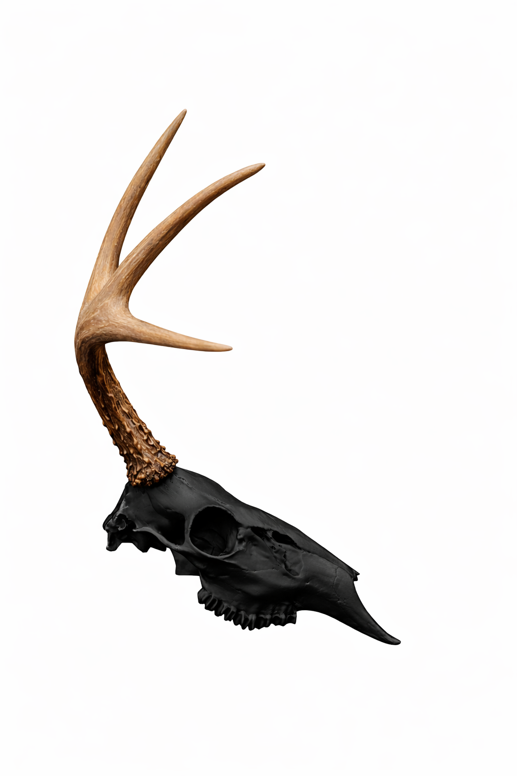 Half Euro Shed Mount – Single Antler Wall Display