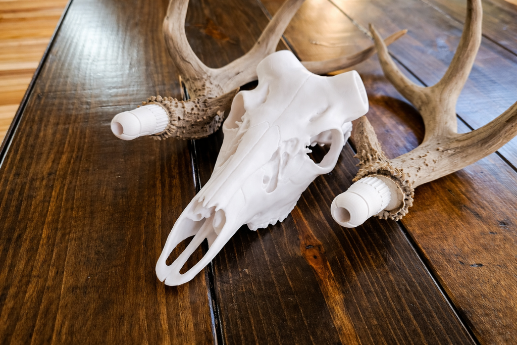 Deer Skull with Bullet Anchor Antler Mount System