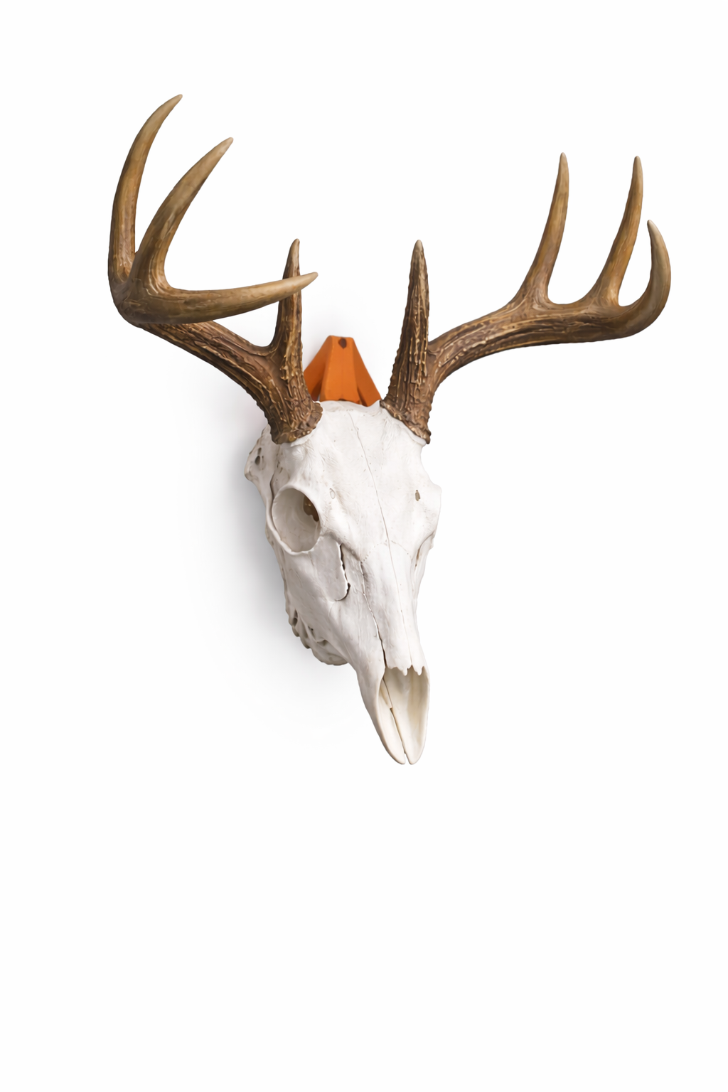 Arrowhead Deer Skull Wall Mount